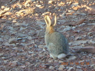 29 6bg. Canyonlands National Park - Lathrop Trail hike - rabbit