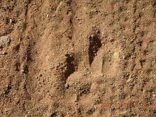 Canyonlands National Park - Lathrop Trail hike - barefoot human footprints