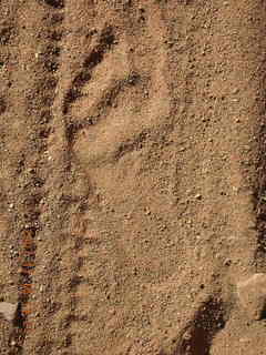 207 6bg. Canyonlands National Park - Lathrop Trail hike - barefoot human footprint