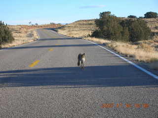 366 6bg. Canyonlands National Park - coyote in the road
