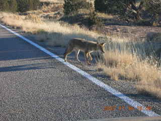 367 6bg. Canyonlands National Park - coyote in the road