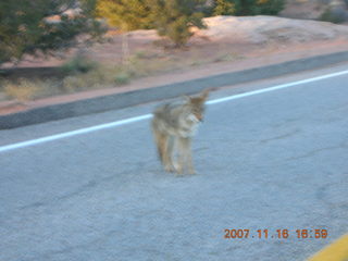 394 6bg. Canyonlands National Park - coyote along roadway