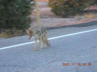 395 6bg. Canyonlands National Park - coyote along roadway