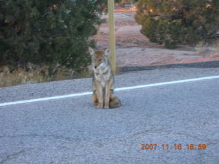 396 6bg. Canyonlands National Park - coyote along roadway