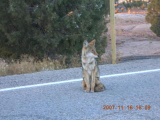 397 6bg. Canyonlands National Park - coyote along roadway