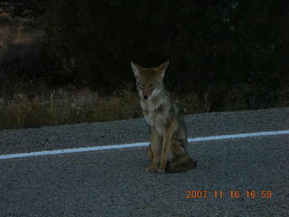 398 6bg. Canyonlands National Park - coyote along roadway