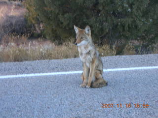 399 6bg. Canyonlands National Park - coyote along roadway