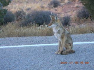 400 6bg. Canyonlands National Park - coyote along roadway