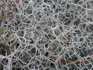 88 6bh. Canyonlands National Park - intricate plant