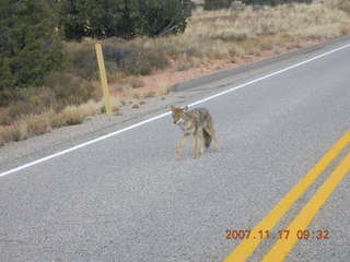 92 6bh. Canyonlands National Park - coyote in road
