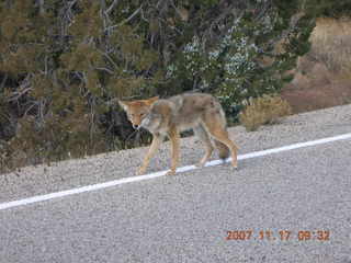 Canyonlands National Park - coyote in road