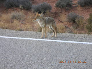 94 6bh. Canyonlands National Park - coyote in road
