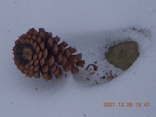 Zion National Park - West Rim trail - pine cone in the snow