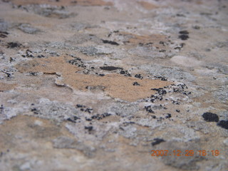 181 6cv. Zion National Park - West Rim trail - lichens and moss
