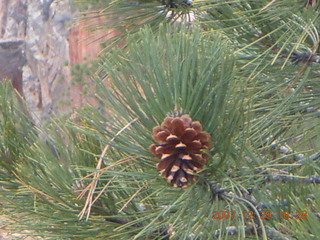 194 6cv. Zion National Park - West Rim trail - pine cone on tree