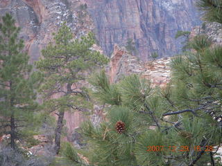 195 6cv. Zion National Park - West Rim trail - pine cone on tree