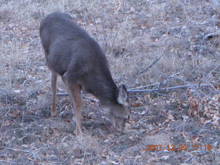211 6cv. Zion National Park - Angels Landing hike - mule deer
