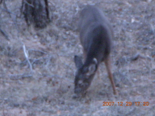 212 6cv. Zion National Park - Angels Landing hike - mule deer