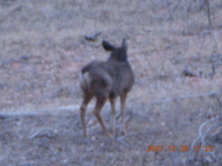 213 6cv. Zion National Park - Angels Landing hike - mule deer