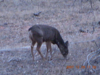 214 6cv. Zion National Park - Angels Landing hike - mule deer