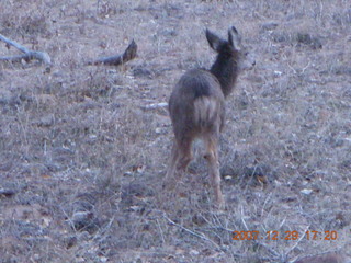 215 6cv. Zion National Park - Angels Landing hike - mule deer
