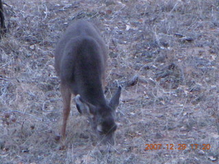 216 6cv. Zion National Park - Angels Landing hike - mule deer