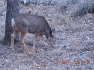 217 6cv. Zion National Park - Angels Landing hike - mule deer