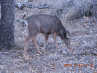 218 6cv. Zion National Park - Angels Landing hike - mule deer