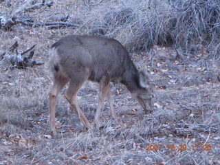 219 6cv. Zion National Park - Angels Landing hike - mule deer