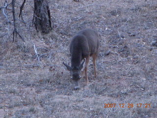 220 6cv. Zion National Park - Angels Landing hike - mule deer