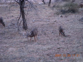 221 6cv. Zion National Park - Angels Landing hike - mule deer