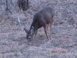 222 6cv. Zion National Park - Angels Landing hike - mule deer