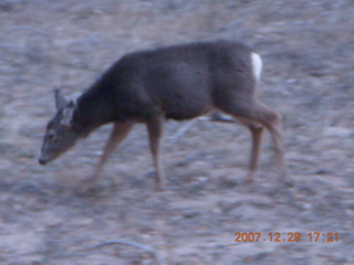223 6cv. Zion National Park - Angels Landing hike - mule deer