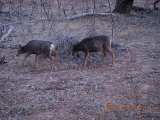 224 6cv. Zion National Park - Angels Landing hike - mule deer