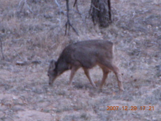 Zion National Park - Angels Landing hike - mule deer
