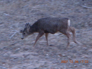 226 6cv. Zion National Park - Angels Landing hike- mule deer