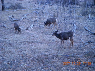 227 6cv. Zion National Park - Angels Landing hike - mule deer