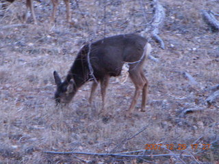 228 6cv. Zion National Park - Angels Landing hike - mule deer