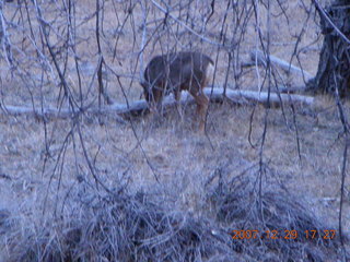 229 6cv. Zion National Park - Angels Landing hike - mule deer