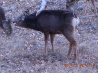 230 6cv. Zion National Park - Angels Landing hike - mule deer