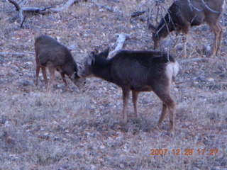 231 6cv. Zion National Park - Angels Landing hike - mule deer
