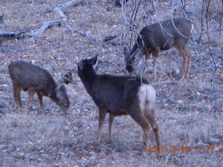 232 6cv. Zion National Park - Angels Landing hike - mule deer