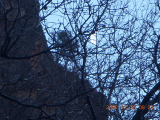 Zion National Park- Observation Point hike - moon in trees