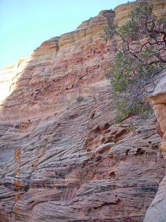 279 6cw. Zion National Park- Observation Point hike