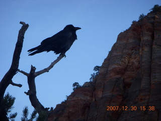 348 6cw. Zion National Park - Canyon Overlook hike- bird