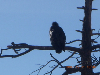 152 6cx. Zion National Park - sunrise Angels Landing hike - condor