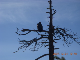 154 6cx. Zion National Park - sunrise Angels Landing hike - condor