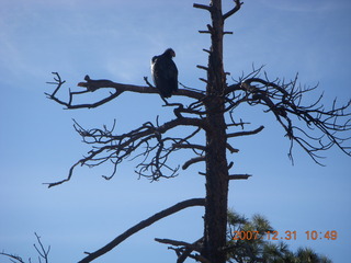 155 6cx. Zion National Park - sunrise Angels Landing hike - condor