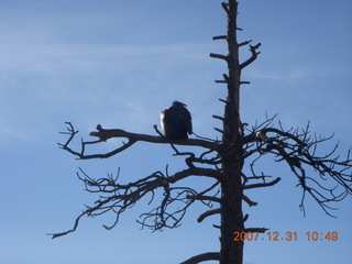 157 6cx. Zion National Park - sunrise Angels Landing hike - condor