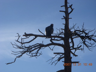 158 6cx. Zion National Park - sunrise Angels Landing hike - condor
